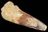 Bargain, Real Spinosaurus Tooth #126120-1